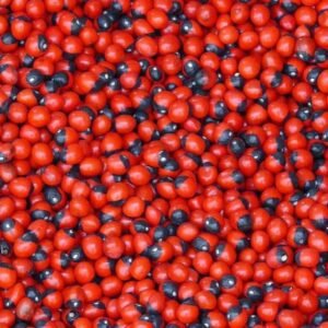 Semillas de ojo de cabure chicas